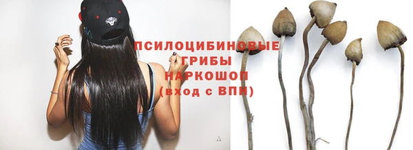 прущие грибы Дмитровск