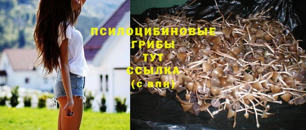 прущие грибы Дмитровск