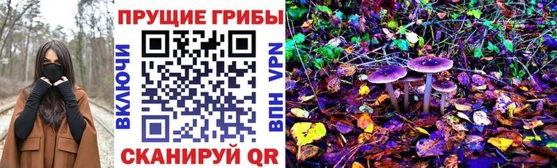 Купить где  Балахна  Псилоцибиновые грибы Psilocybe 